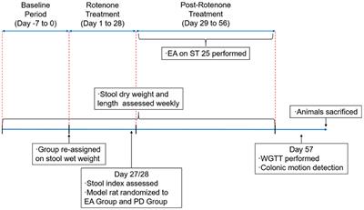 Parkinson's disease constipation effect of electroacupuncture at ST25 through colonic motility and enteric neuropathology